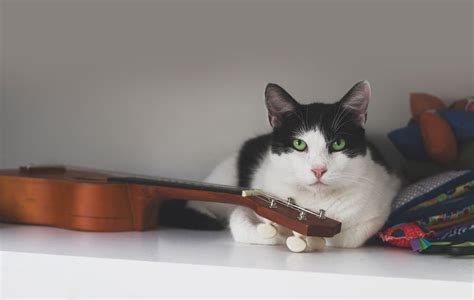 What Music Do Cats Like? And Other Related Fun Facts